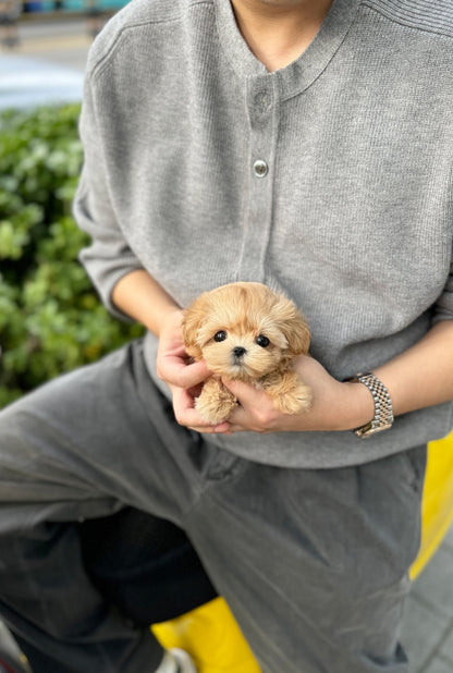 Maltipoo - Doremi(Female) - Beautiful puppy teacup puppy with adorable features available for adoption from Velydog