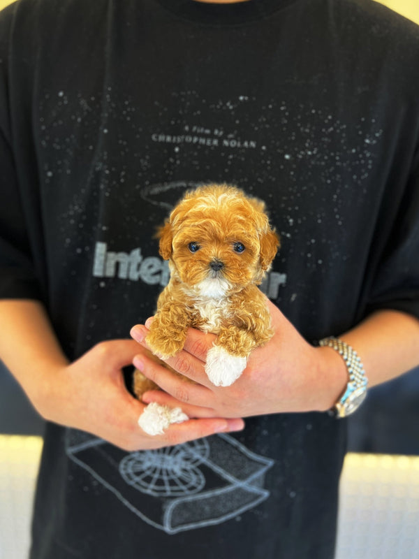 Maltipoo - Dorocy(Female) - Beautiful puppy teacup puppy with adorable features available for adoption from Velydog