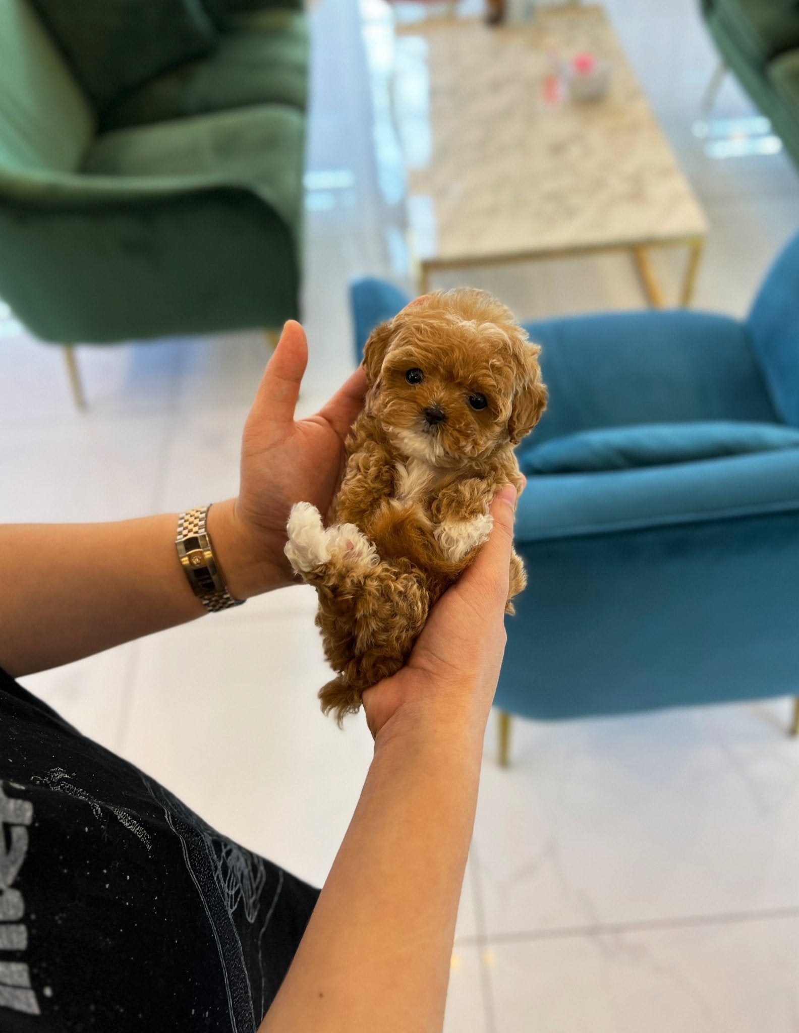 Maltipoo - Dorocy(Female) - Beautiful puppy teacup puppy with adorable features available for adoption from Velydog