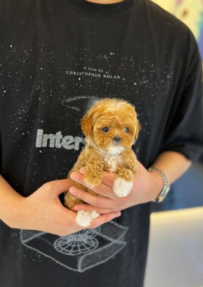 Maltipoo - Dorocy(Female) - Beautiful puppy teacup puppy with adorable features available for adoption from Velydog