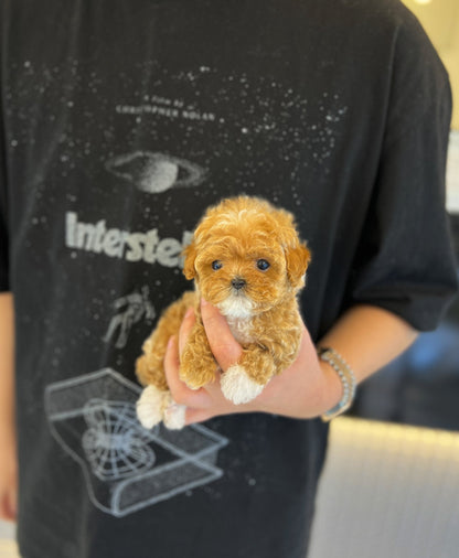 Maltipoo - Dorocy(Female) - Beautiful puppy teacup puppy with adorable features available for adoption from Velydog