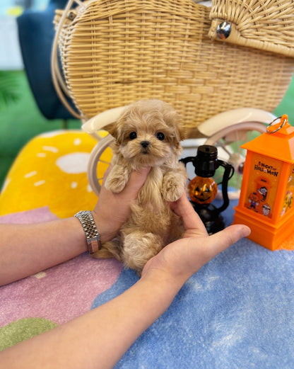 Maltipoo - Dororo(Female) - Beautiful puppy teacup puppy with adorable features available for adoption from Velydog