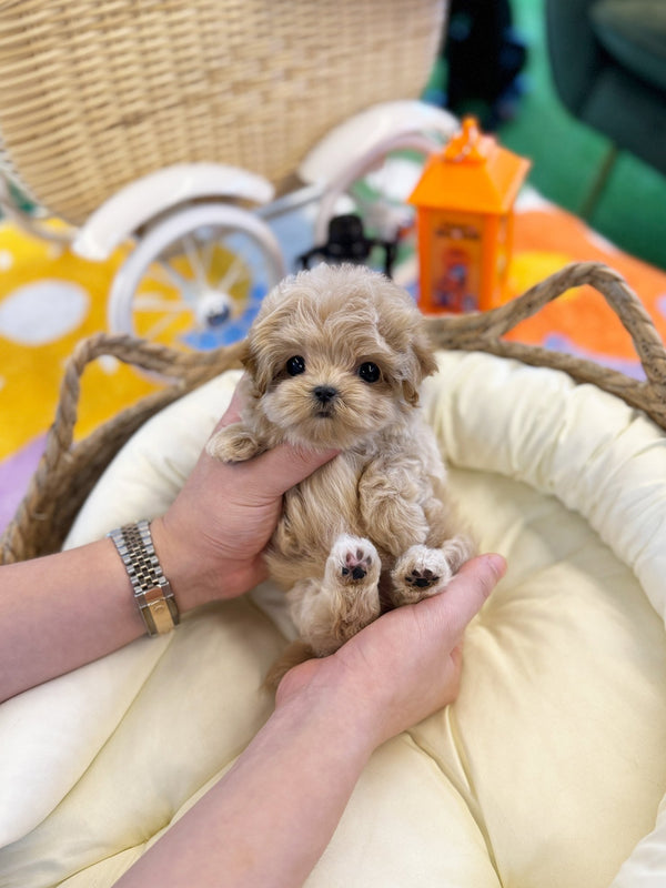 Maltipoo - Dororo(Female) - Beautiful puppy teacup puppy with adorable features available for adoption from Velydog