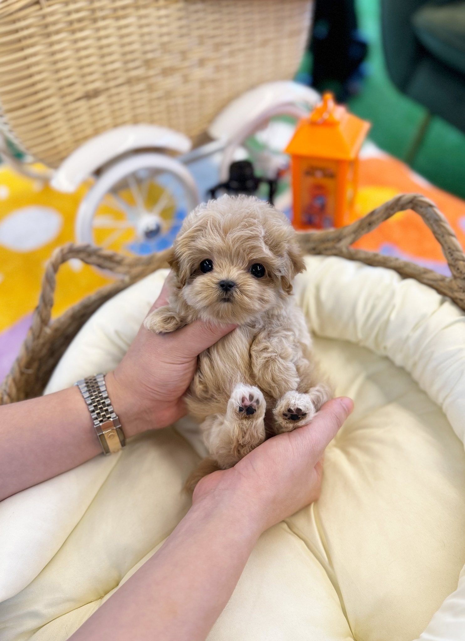 Maltipoo - Dororo(Female) - Beautiful puppy teacup puppy with adorable features available for adoption from Velydog