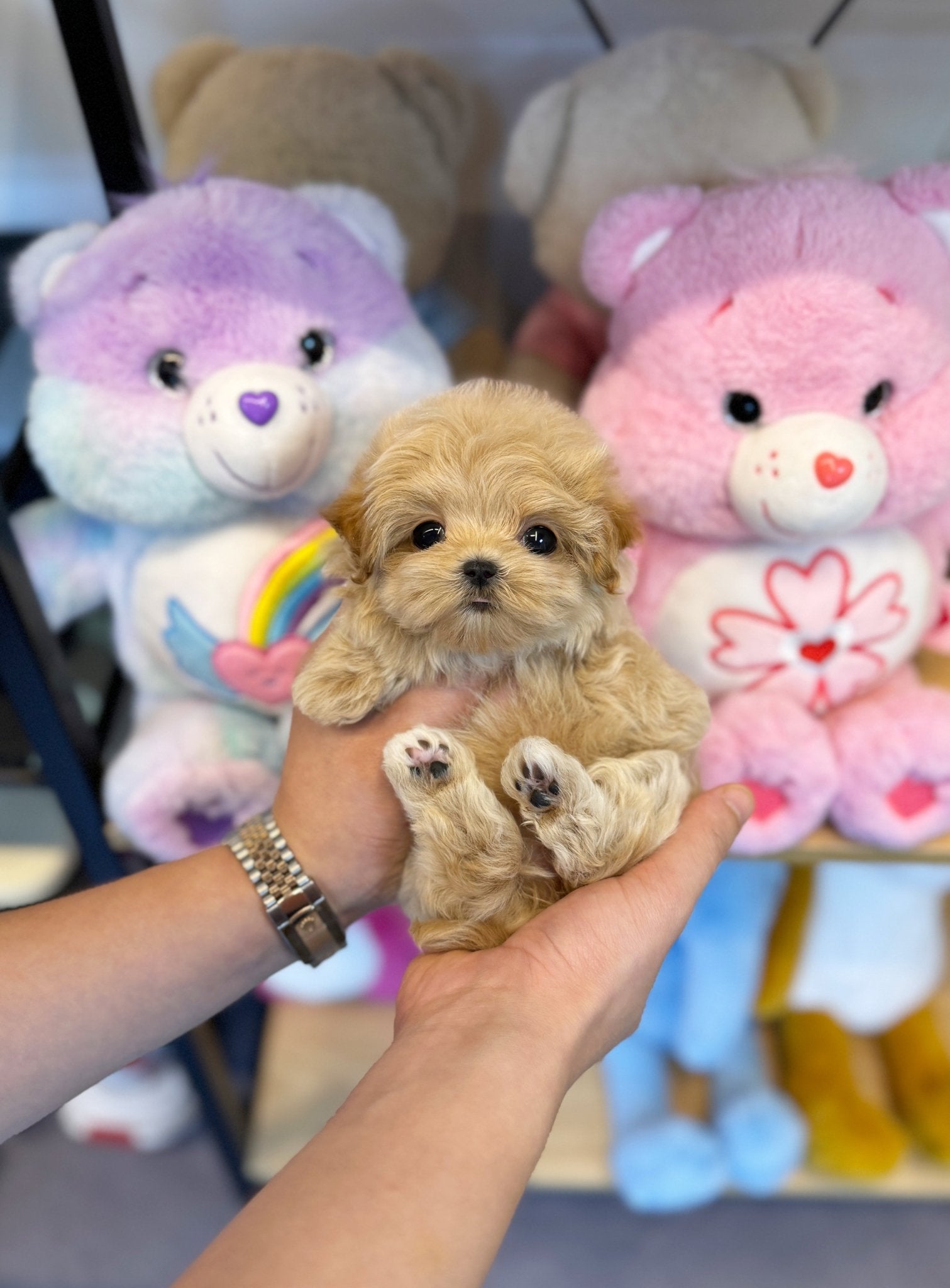 Maltipoo - Dororo(Female) - Beautiful puppy teacup puppy with adorable features available for adoption from Velydog