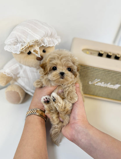 Maltipoo - Dororo(Female) - Beautiful puppy teacup puppy with adorable features available for adoption from Velydog