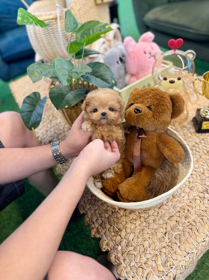 Maltipoo - Dove(Female) - Beautiful puppy teacup puppy with adorable features available for adoption from Velydog