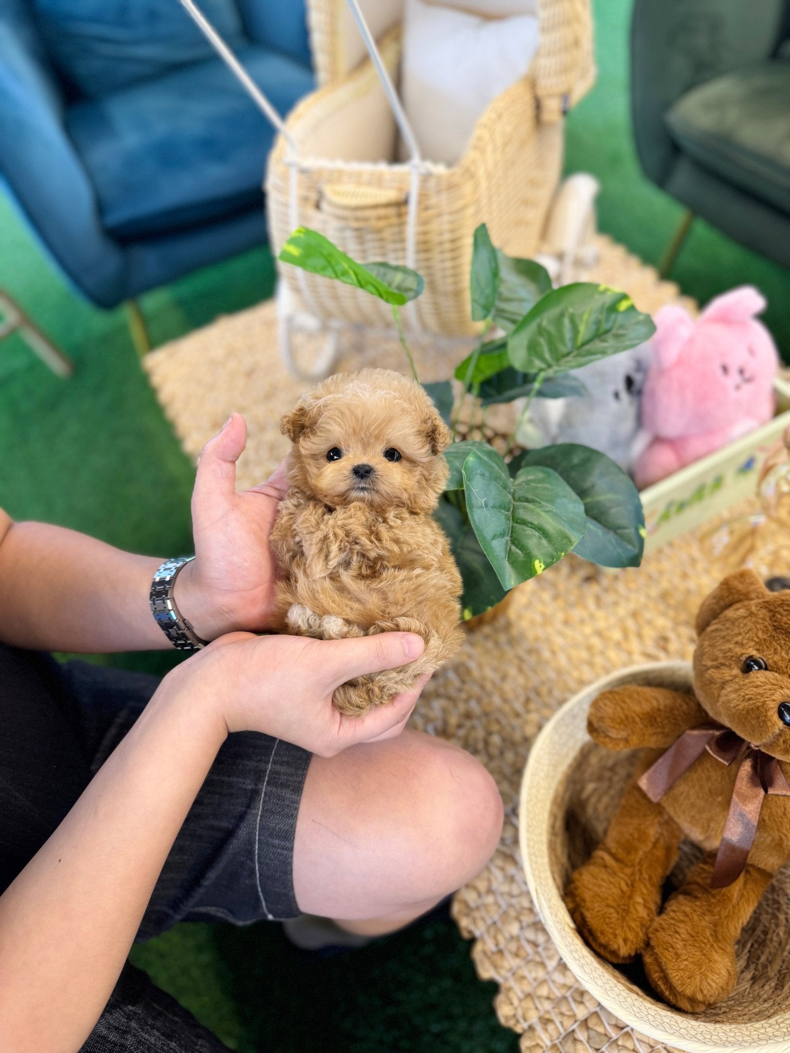 Maltipoo - Dove(Female) - Beautiful puppy teacup puppy with adorable features available for adoption from Velydog