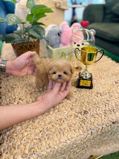 Maltipoo - Dove(Female) - Beautiful puppy teacup puppy with adorable features available for adoption from Velydog