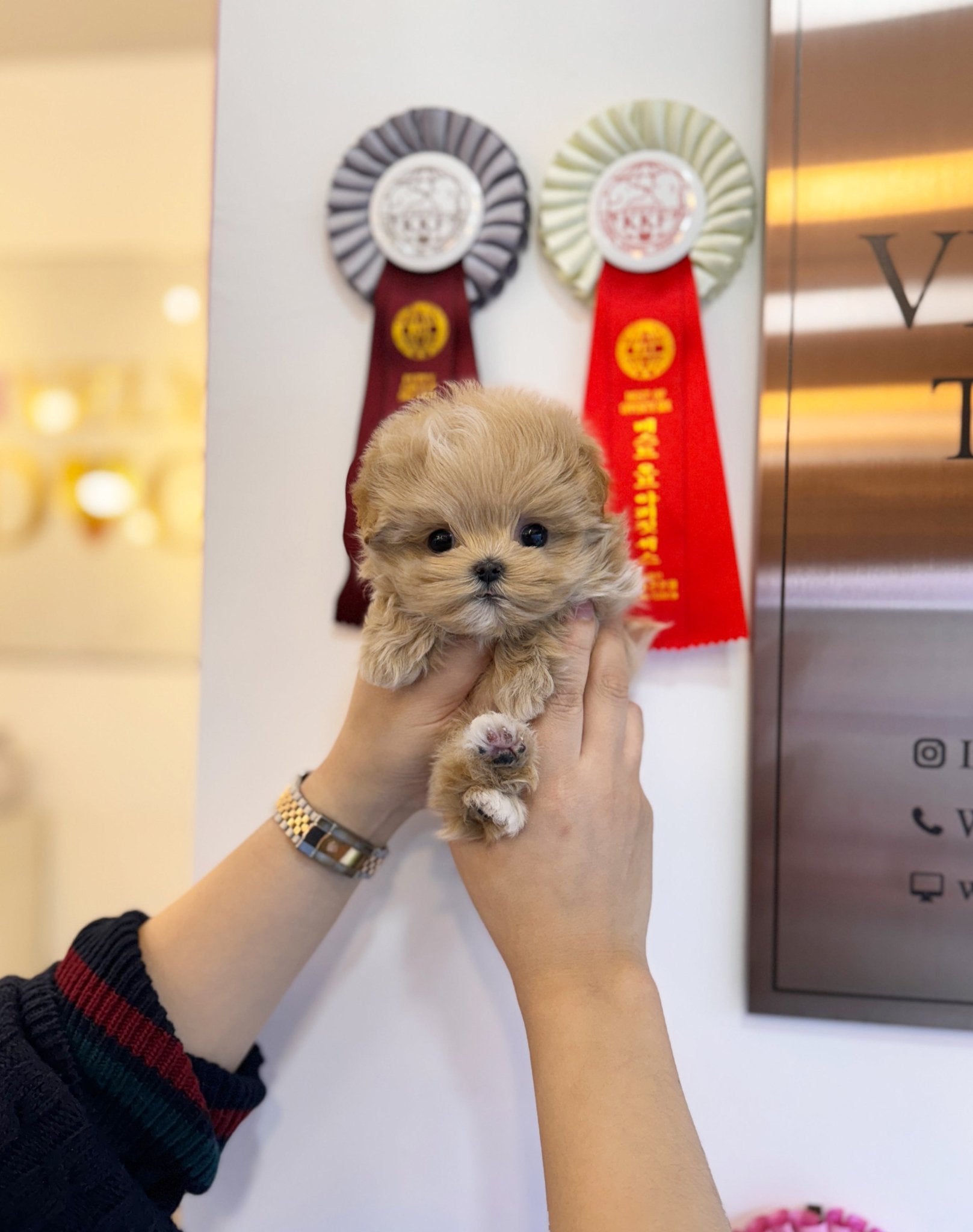 Maltipoo - Eddie(Male) - Beautiful puppy teacup puppy with adorable features available for adoption from Velydog