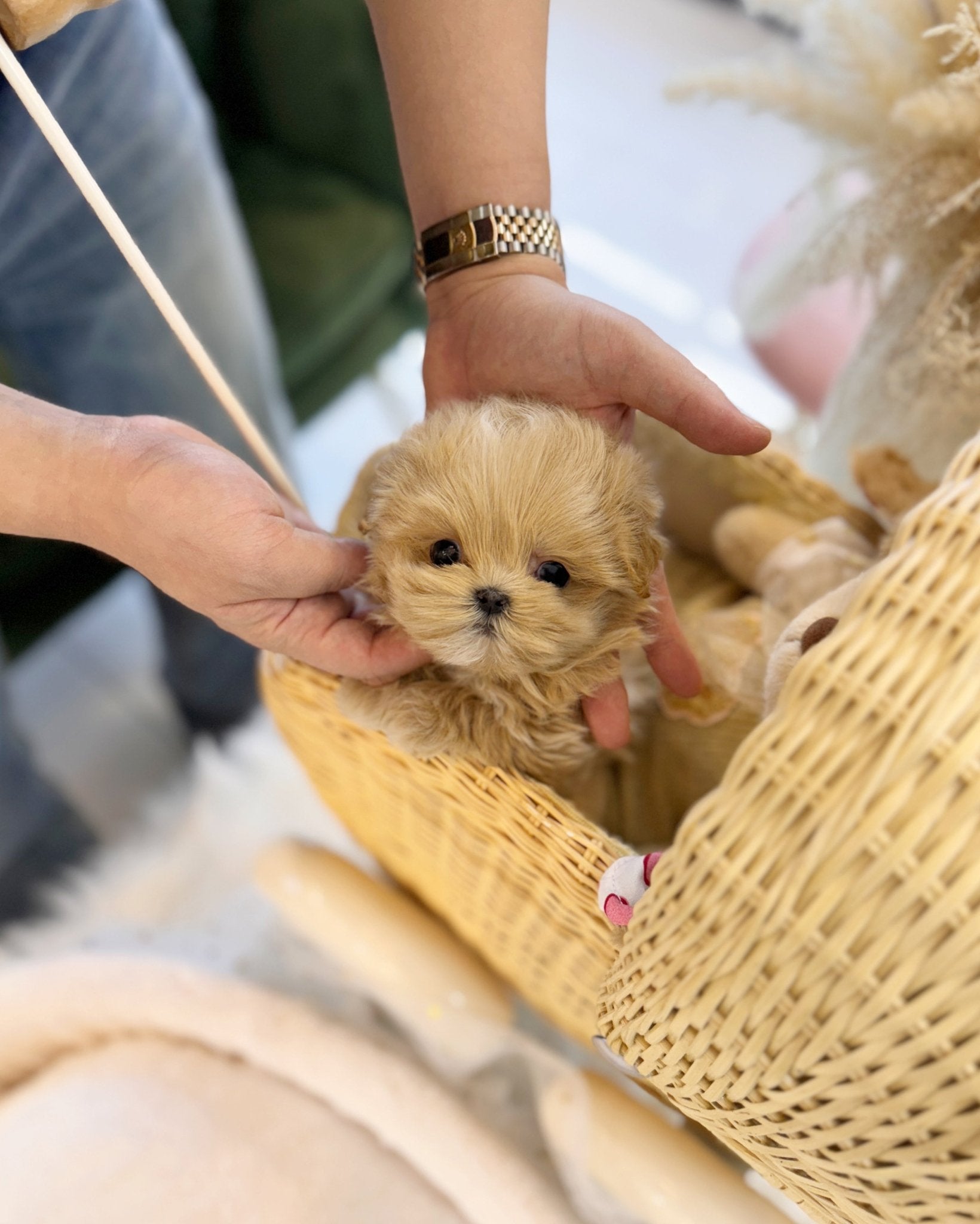 Maltipoo - Eddie(Male) - Beautiful puppy teacup puppy with adorable features available for adoption from Velydog