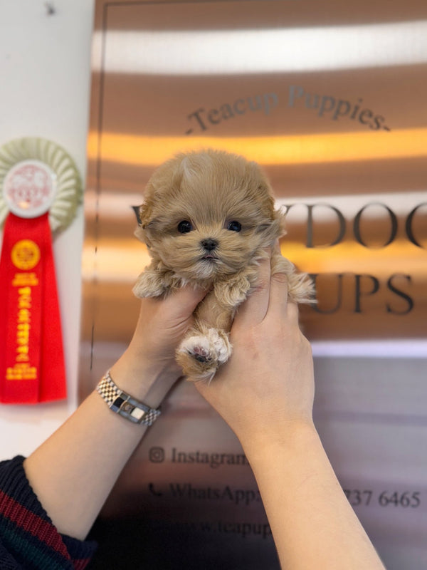 Maltipoo - Eddie(Male) - Beautiful puppy teacup puppy with adorable features available for adoption from Velydog