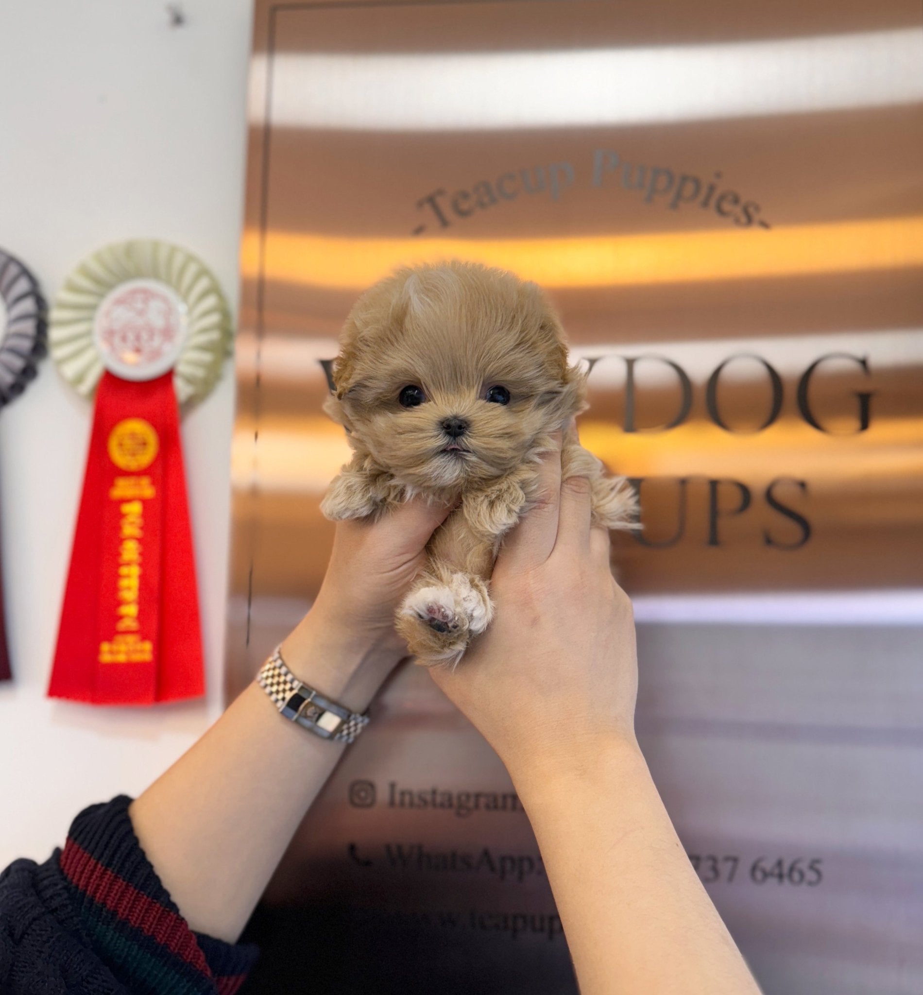 Maltipoo - Eddie(Male) - Beautiful puppy teacup puppy with adorable features available for adoption from Velydog