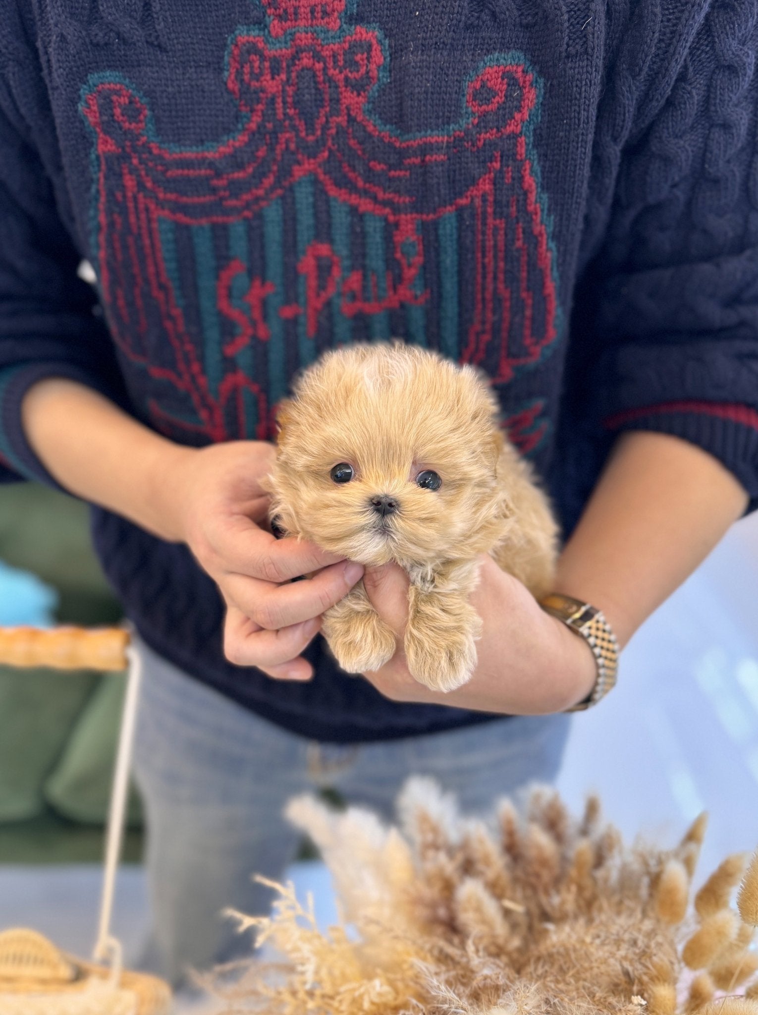 Maltipoo - Eddie(Male) - Beautiful puppy teacup puppy with adorable features available for adoption from Velydog