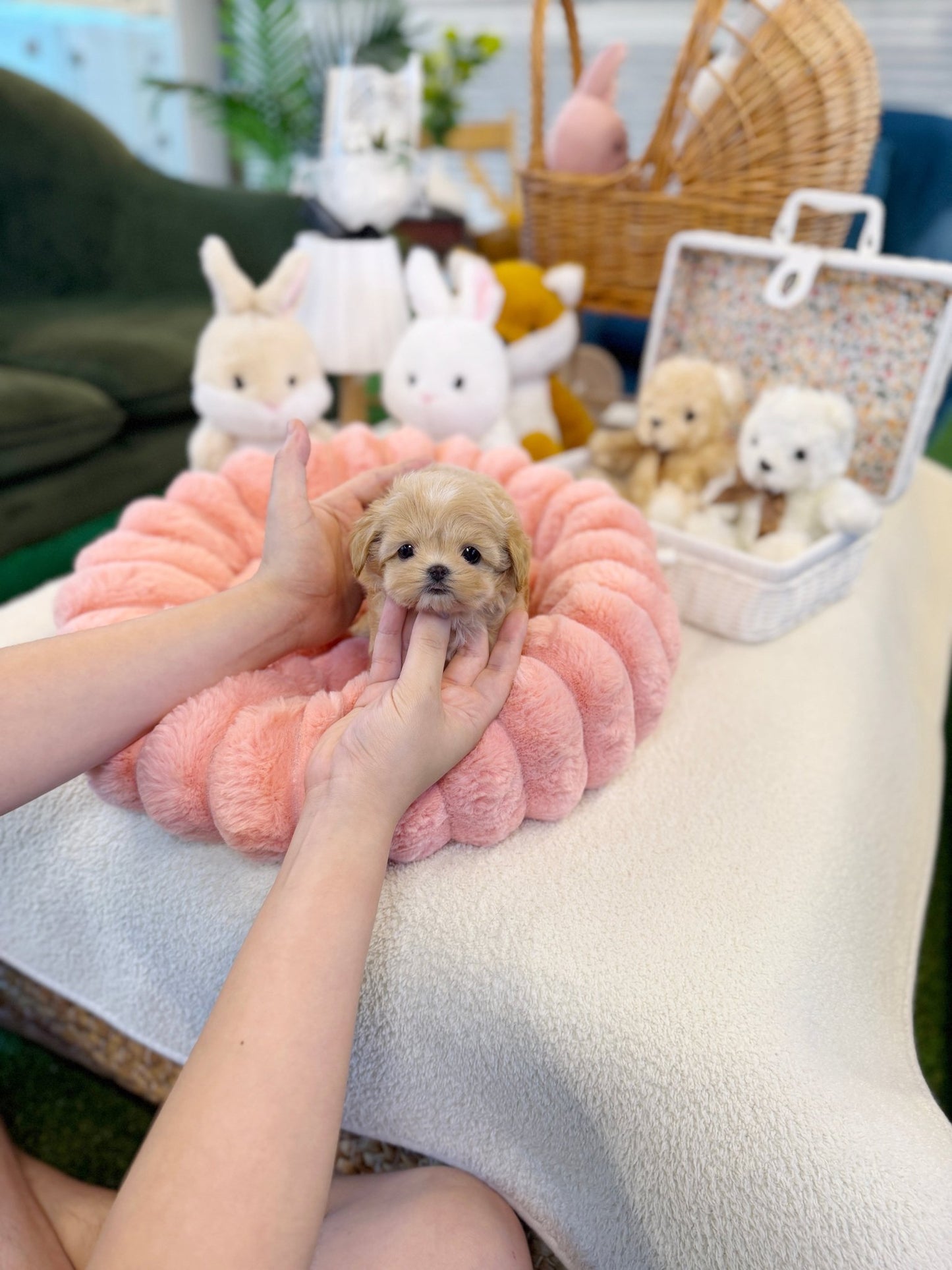 Maltipoo - Eden(Male) - Beautiful puppy teacup puppy with adorable features available for adoption from Velydog