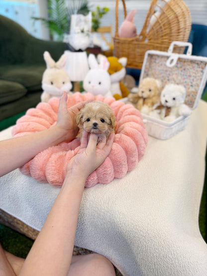 Maltipoo - Eden(Male) - Beautiful puppy teacup puppy with adorable features available for adoption from Velydog