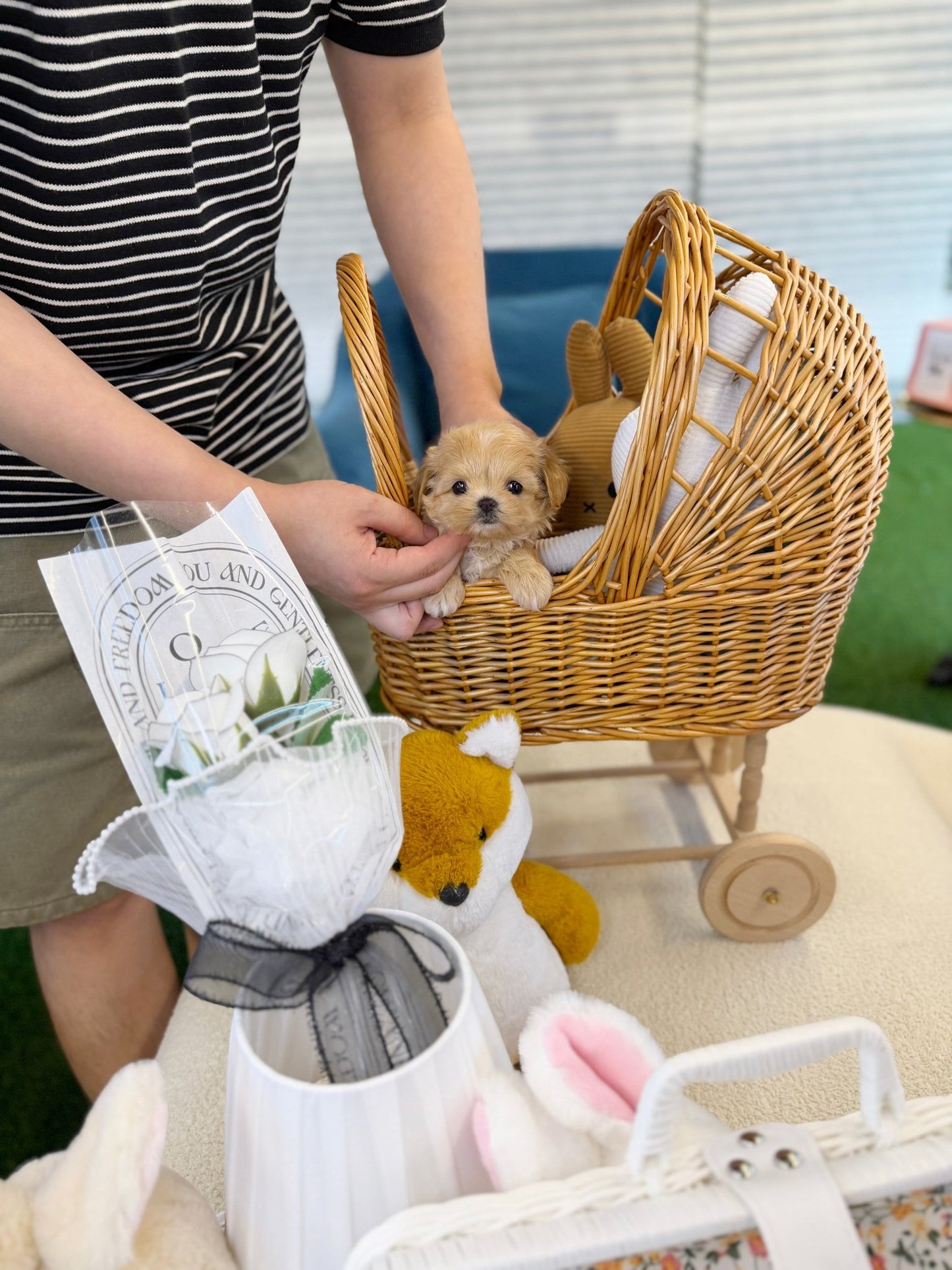 Maltipoo - Eden(Male) - Beautiful puppy teacup puppy with adorable features available for adoption from Velydog