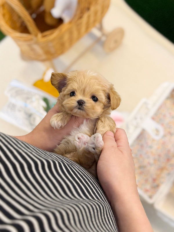 Maltipoo - Eden(Male) - Beautiful puppy teacup puppy with adorable features available for adoption from Velydog