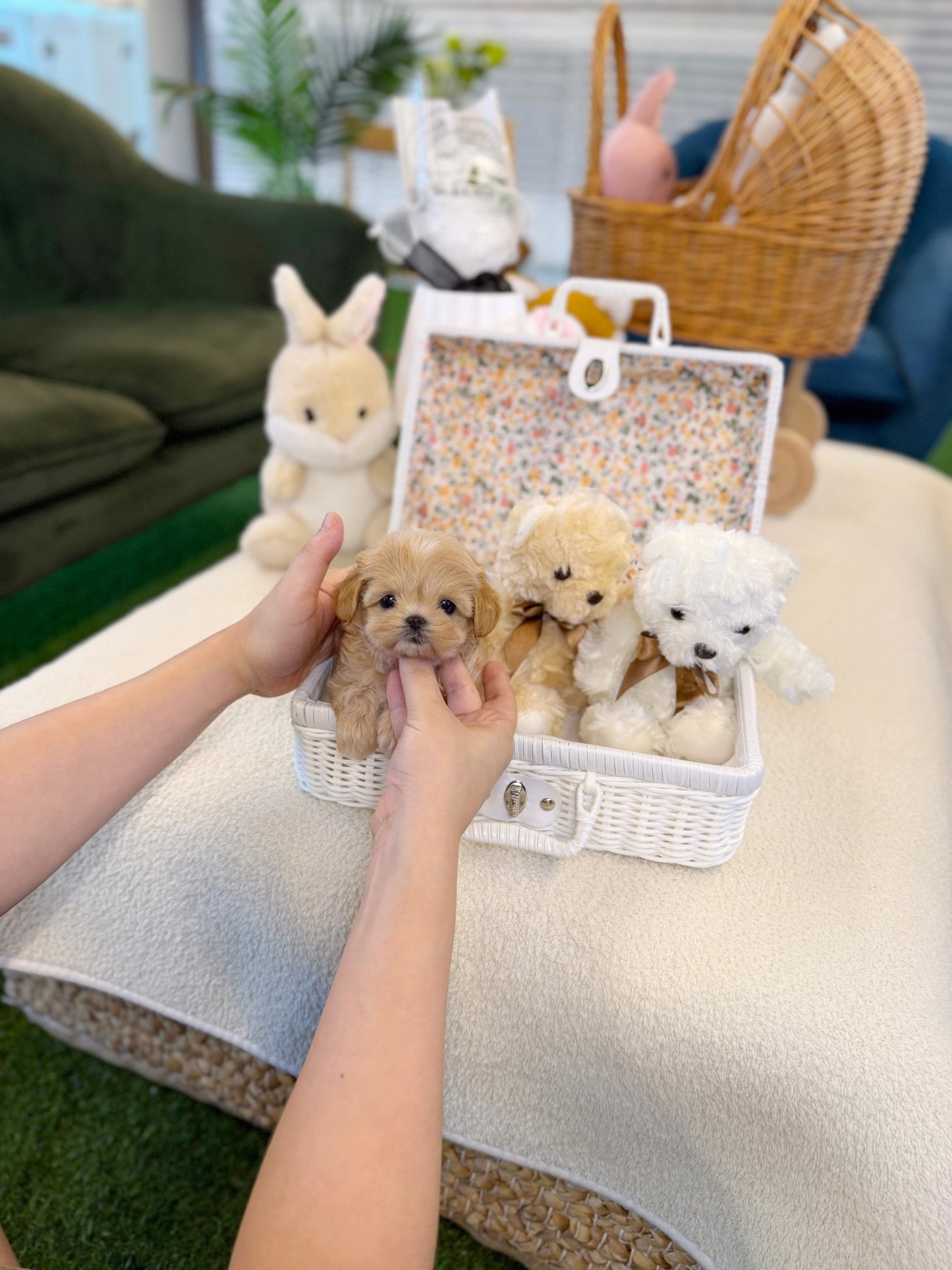 Maltipoo - Eden(Male) - Beautiful puppy teacup puppy with adorable features available for adoption from Velydog