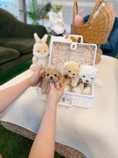 Maltipoo - Eden(Male) - Beautiful puppy teacup puppy with adorable features available for adoption from Velydog