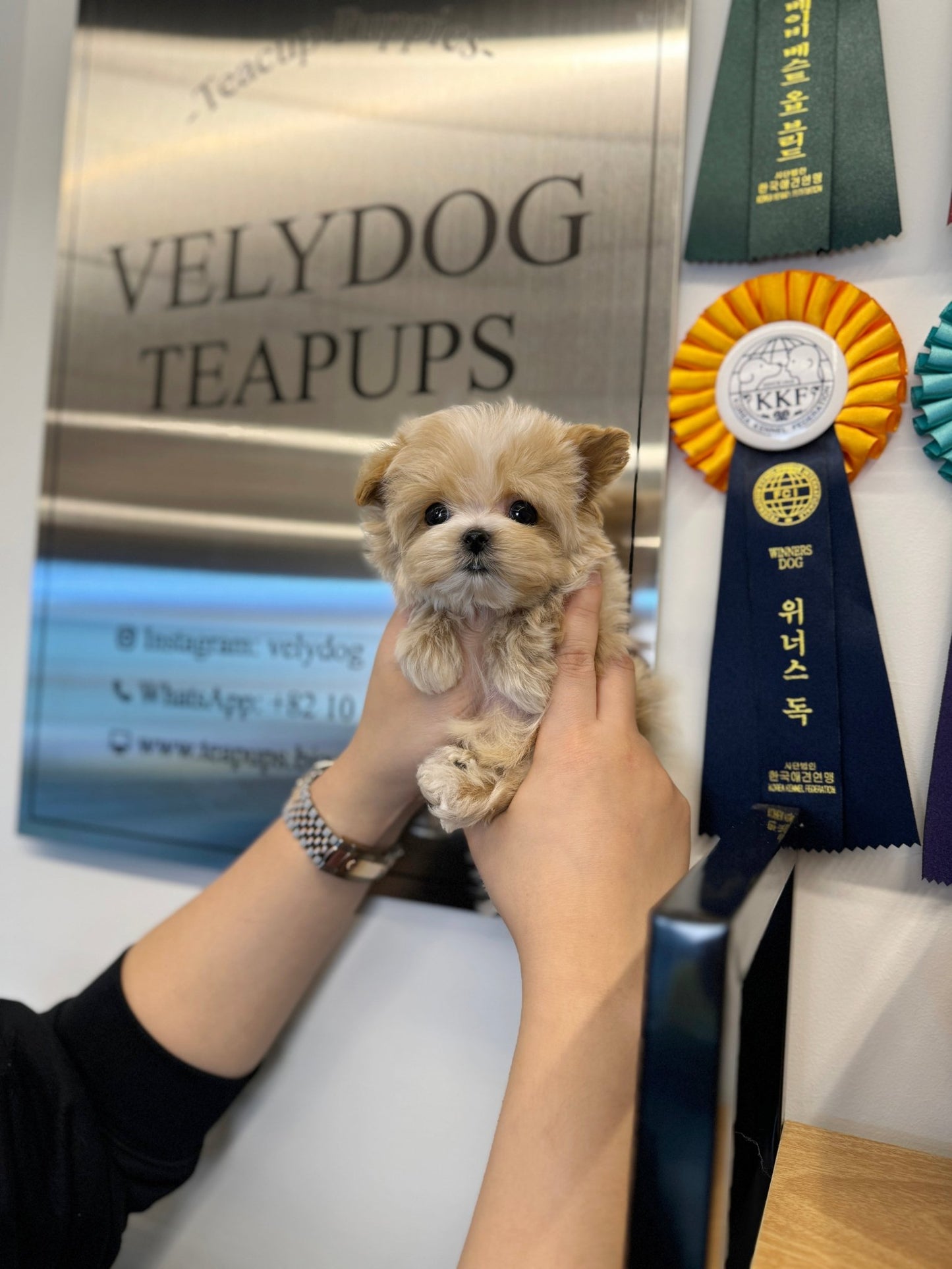 Maltipoo - Egg(Male) - Beautiful puppy teacup puppy with adorable features available for adoption from Velydog