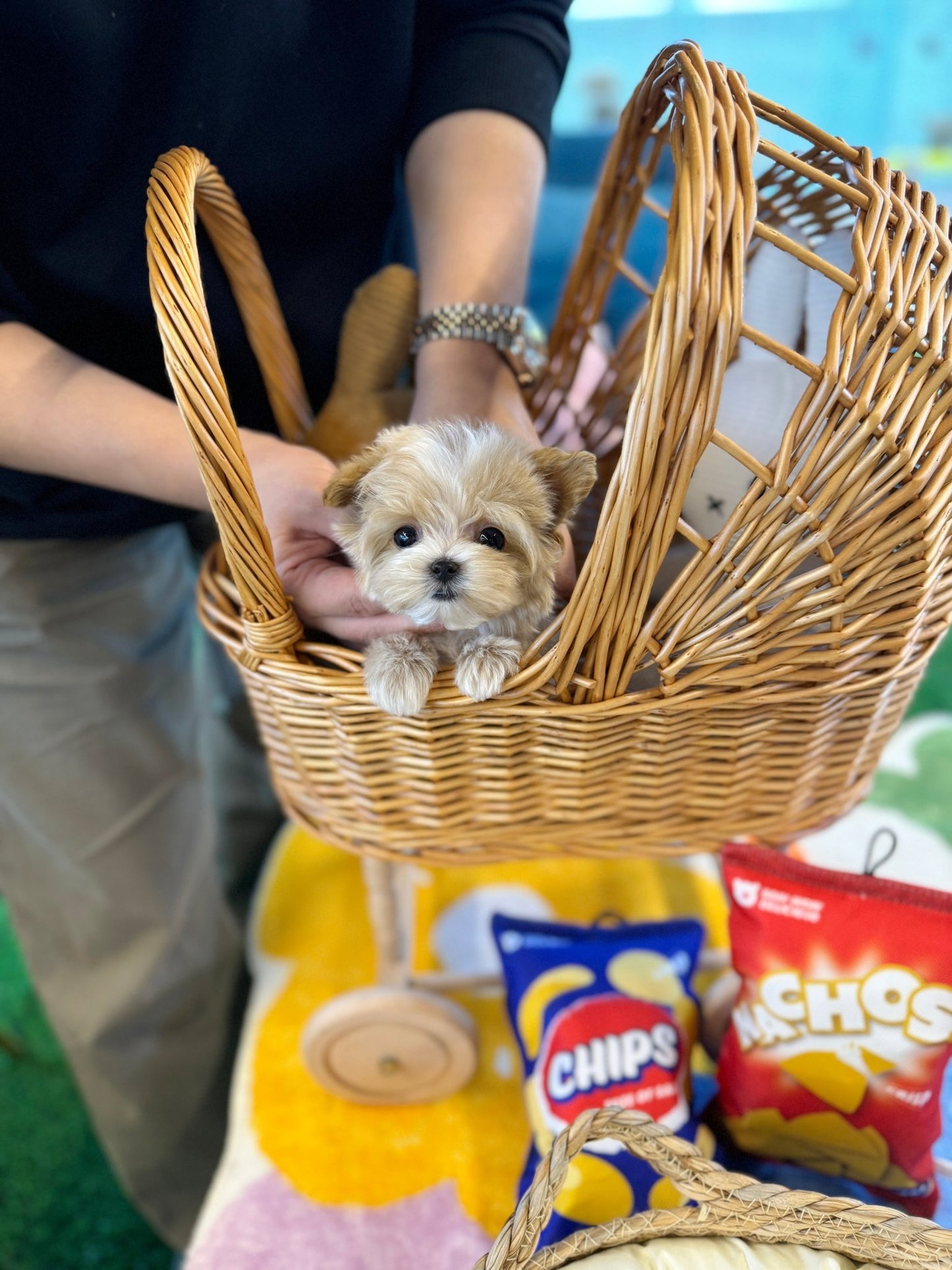 Maltipoo - Egg(Male) - Beautiful puppy teacup puppy with adorable features available for adoption from Velydog