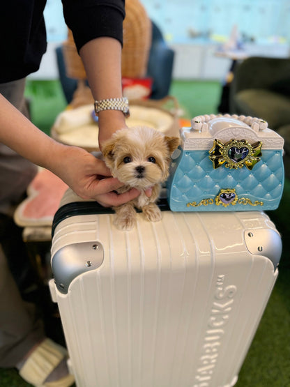 Maltipoo - Egg(Male) - Beautiful puppy teacup puppy with adorable features available for adoption from Velydog