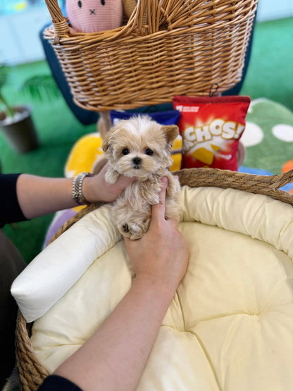 Maltipoo - Egg(Male) - Beautiful puppy teacup puppy with adorable features available for adoption from Velydog