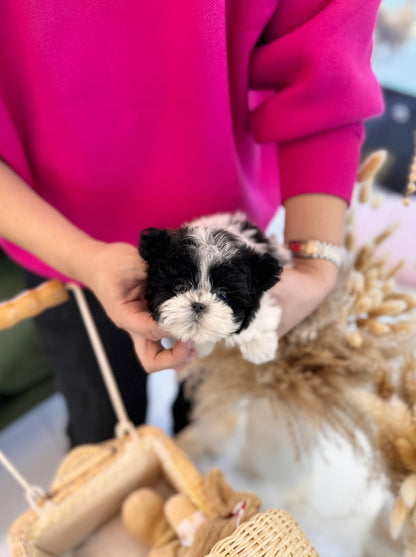 Maltipoo - Eliot(Male) - Beautiful puppy teacup puppy with adorable features available for adoption from Velydog