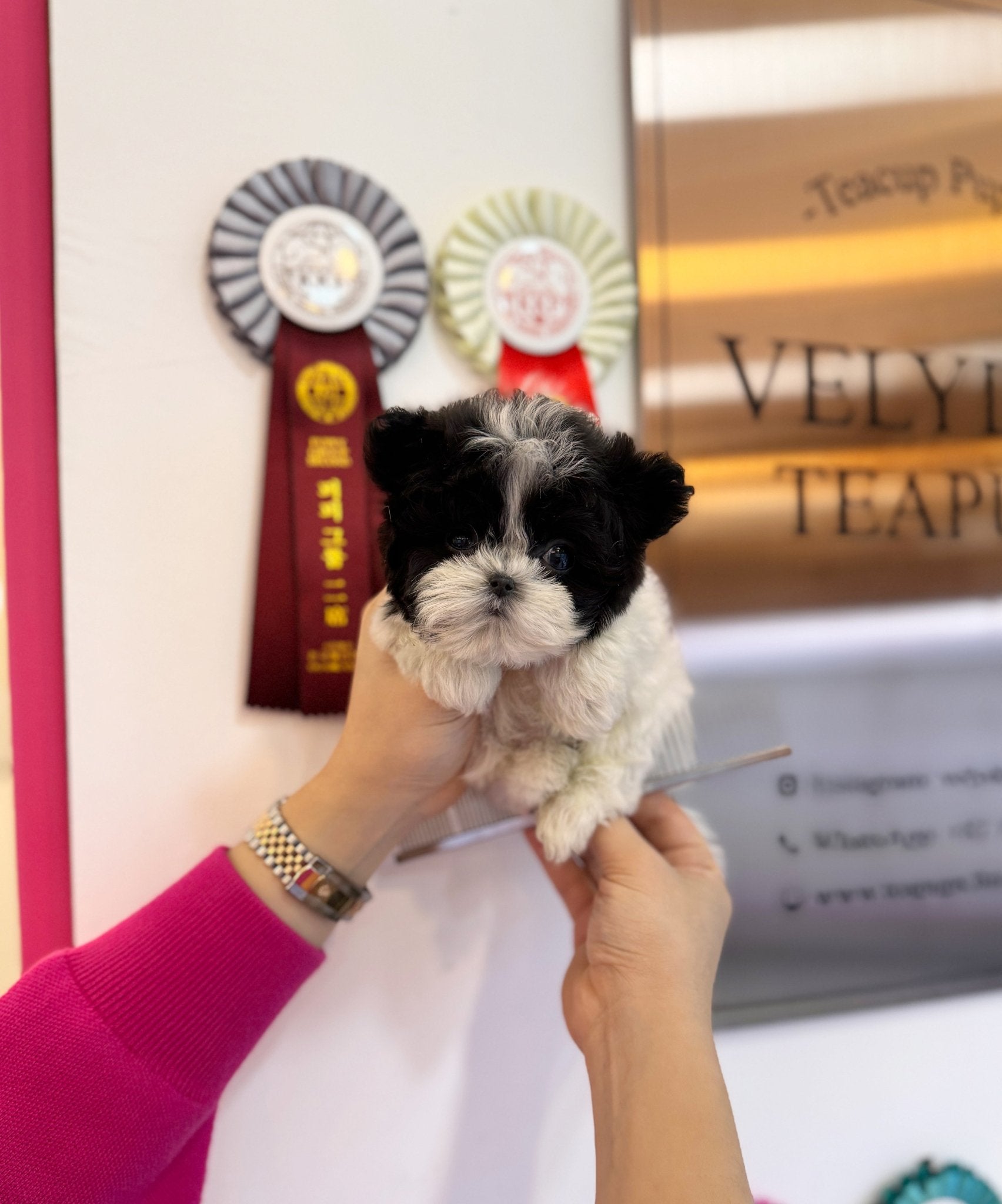 Maltipoo - Eliot(Male) - Beautiful puppy teacup puppy with adorable features available for adoption from Velydog