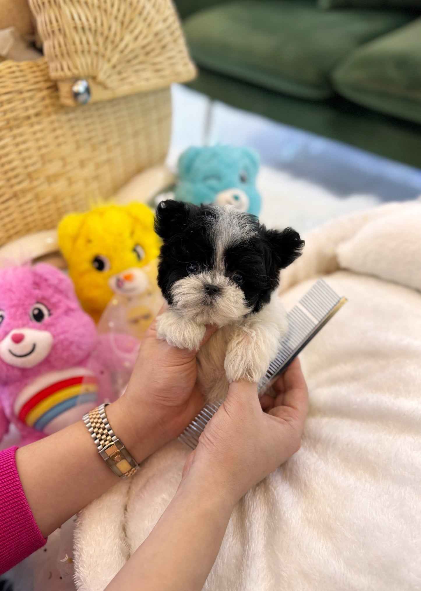 Maltipoo - Eliot(Male) - Beautiful puppy teacup puppy with adorable features available for adoption from Velydog