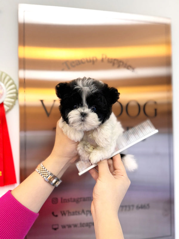 Maltipoo - Eliot(Male) - Beautiful puppy teacup puppy with adorable features available for adoption from Velydog