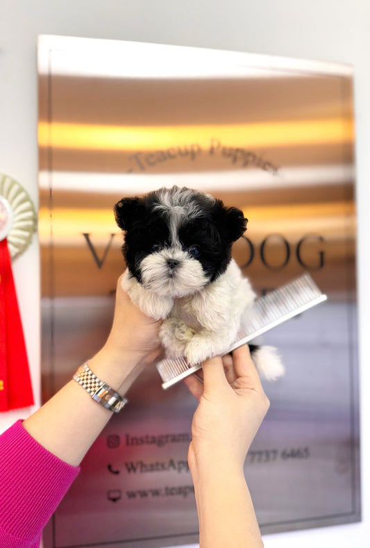 Maltipoo - Eliot(Male) - Beautiful puppy teacup puppy with adorable features available for adoption from Velydog