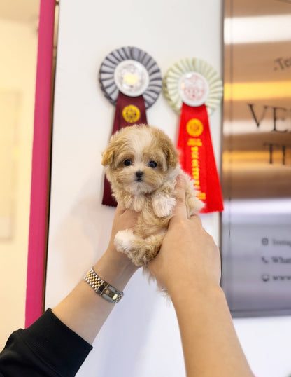 Maltipoo - Ella(Female) - Beautiful puppy teacup puppy with adorable features available for adoption from Velydog