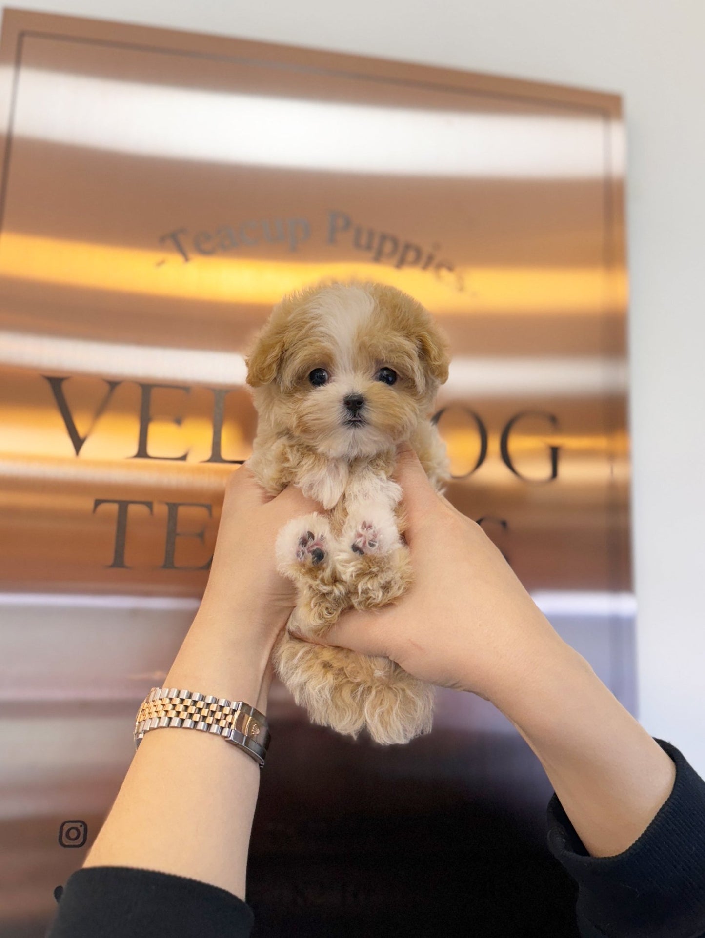 Maltipoo - Ella(Female) - Beautiful puppy teacup puppy with adorable features available for adoption from Velydog