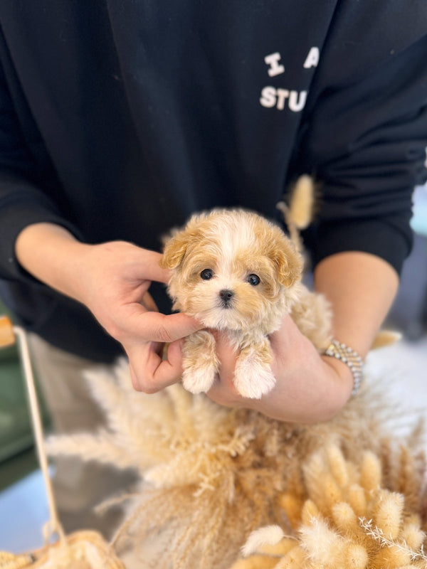 Maltipoo - Ella(Female) - Beautiful puppy teacup puppy with adorable features available for adoption from Velydog