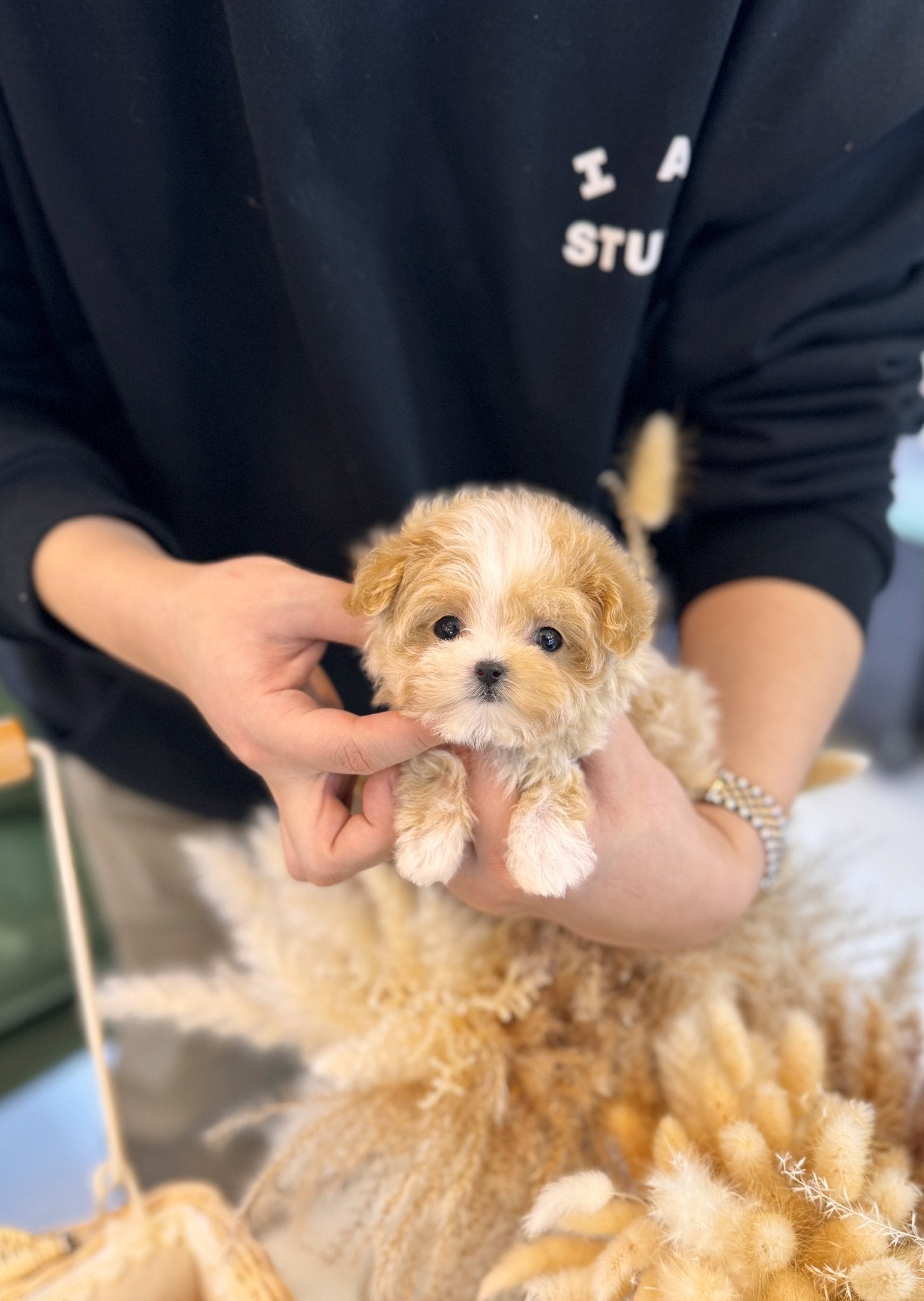 Maltipoo - Ella(Female) - Beautiful puppy teacup puppy with adorable features available for adoption from Velydog