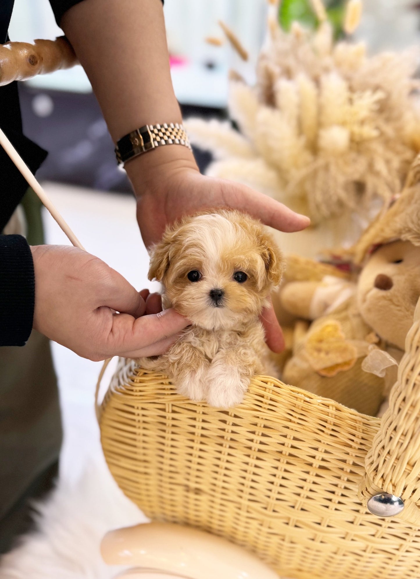 Maltipoo - Ella(Female) - Beautiful puppy teacup puppy with adorable features available for adoption from Velydog