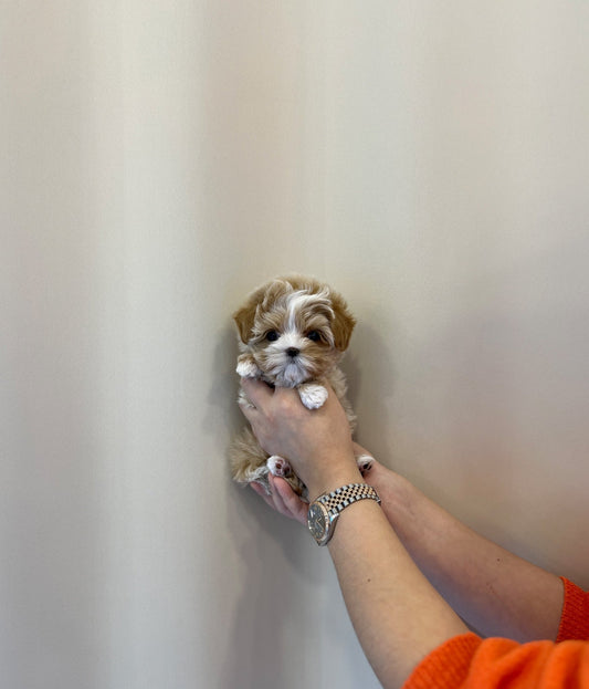 Maltipoo - Ena - Beautiful puppy teacup puppy with adorable features available for adoption from Velydog