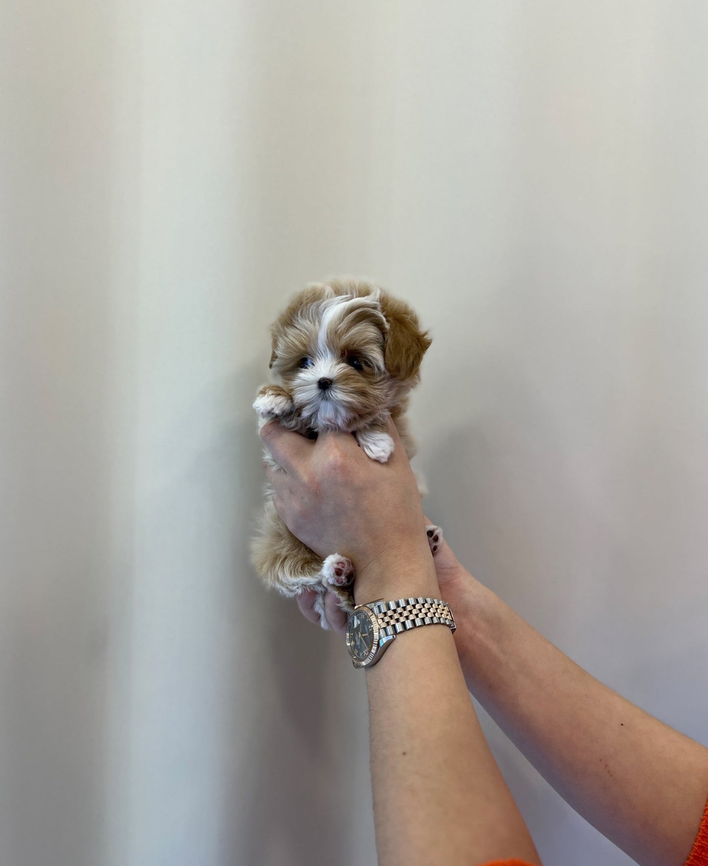 Maltipoo - Ena - Beautiful puppy teacup puppy with adorable features available for adoption from Velydog