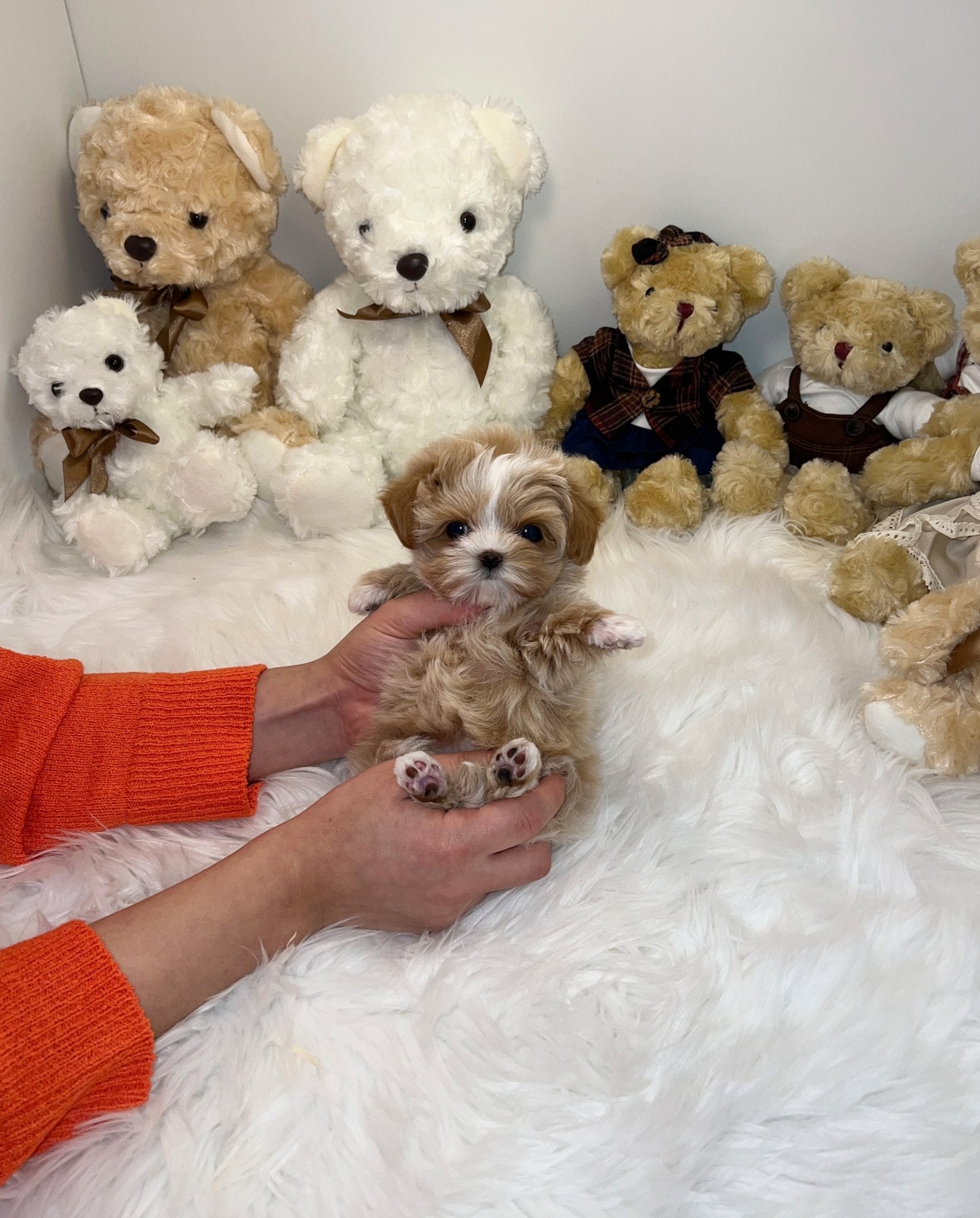 Maltipoo - Ena - Beautiful puppy teacup puppy with adorable features available for adoption from Velydog