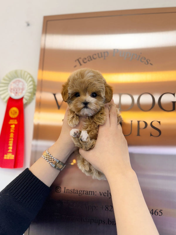 Maltipoo - Eva(Female) - Beautiful puppy teacup puppy with adorable features available for adoption from Velydog