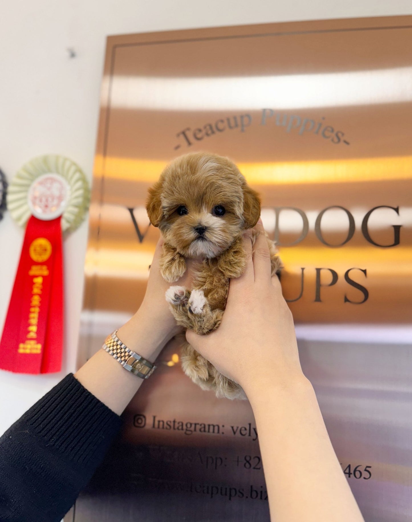 Maltipoo - Eva(Female) - Beautiful puppy teacup puppy with adorable features available for adoption from Velydog