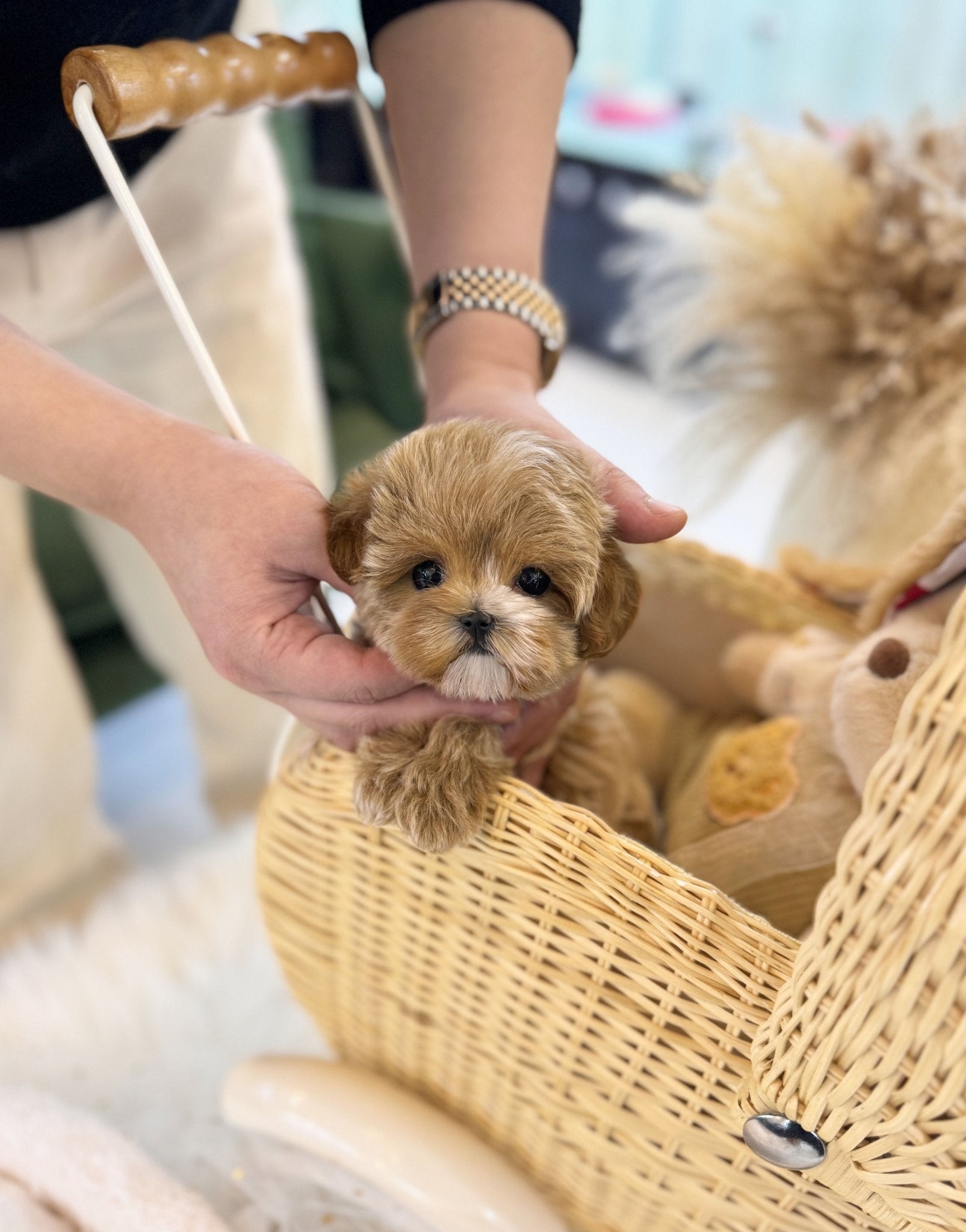 Maltipoo - Eva(Female) - Beautiful puppy teacup puppy with adorable features available for adoption from Velydog