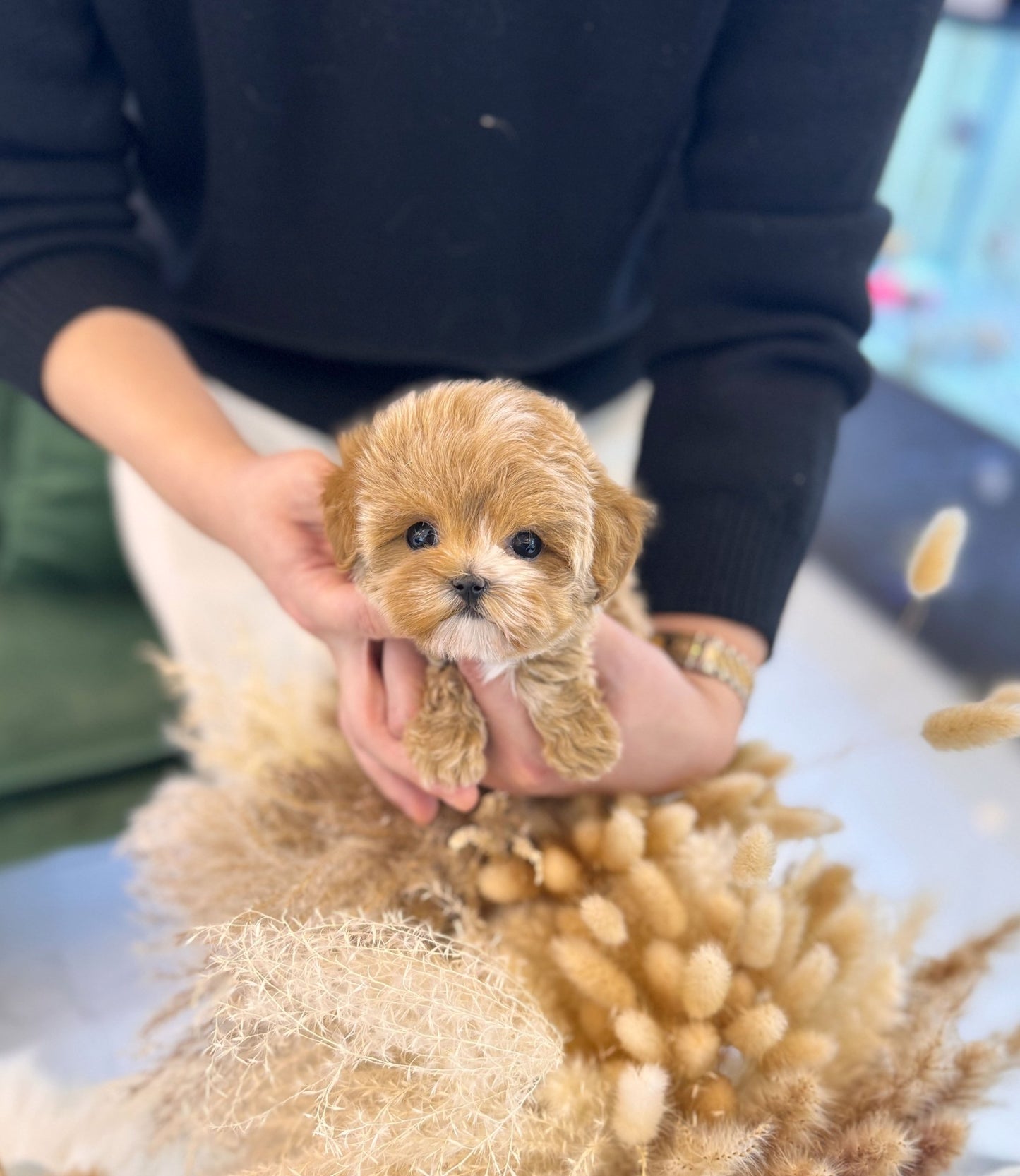 Maltipoo - Eva(Female) - Beautiful puppy teacup puppy with adorable features available for adoption from Velydog