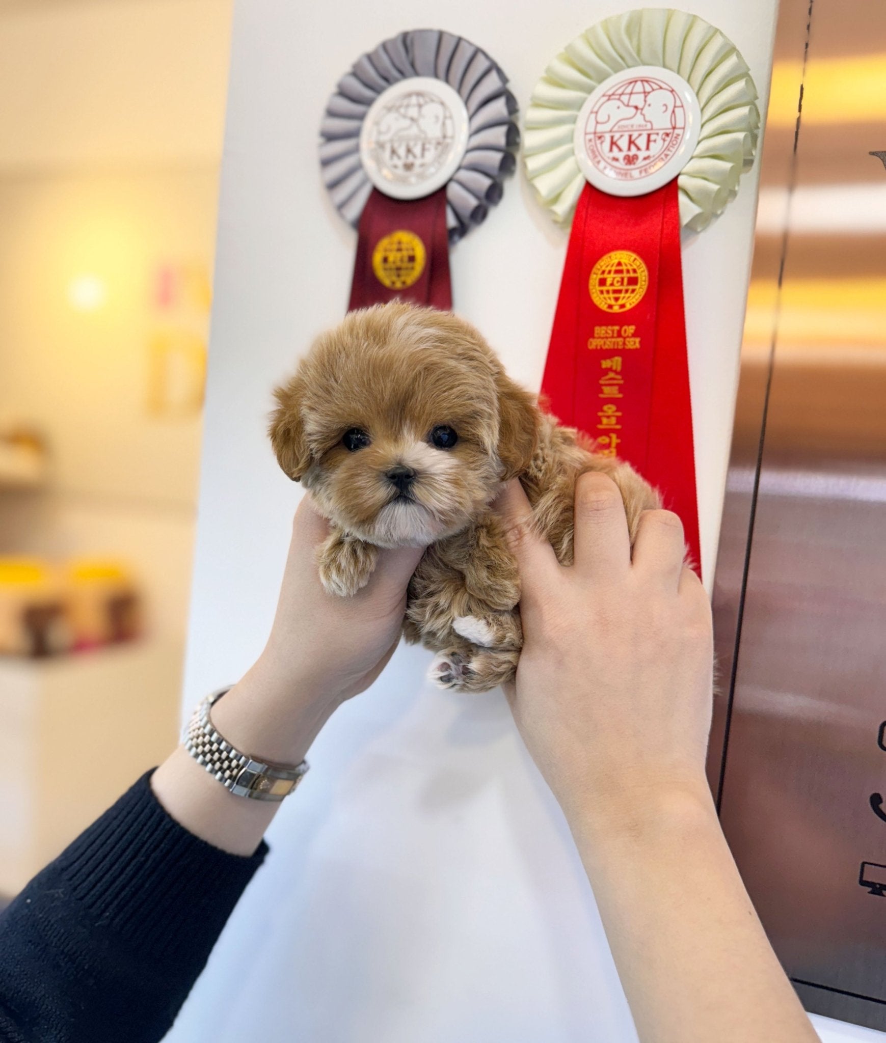 Maltipoo - Eva(Female) - Beautiful puppy teacup puppy with adorable features available for adoption from Velydog