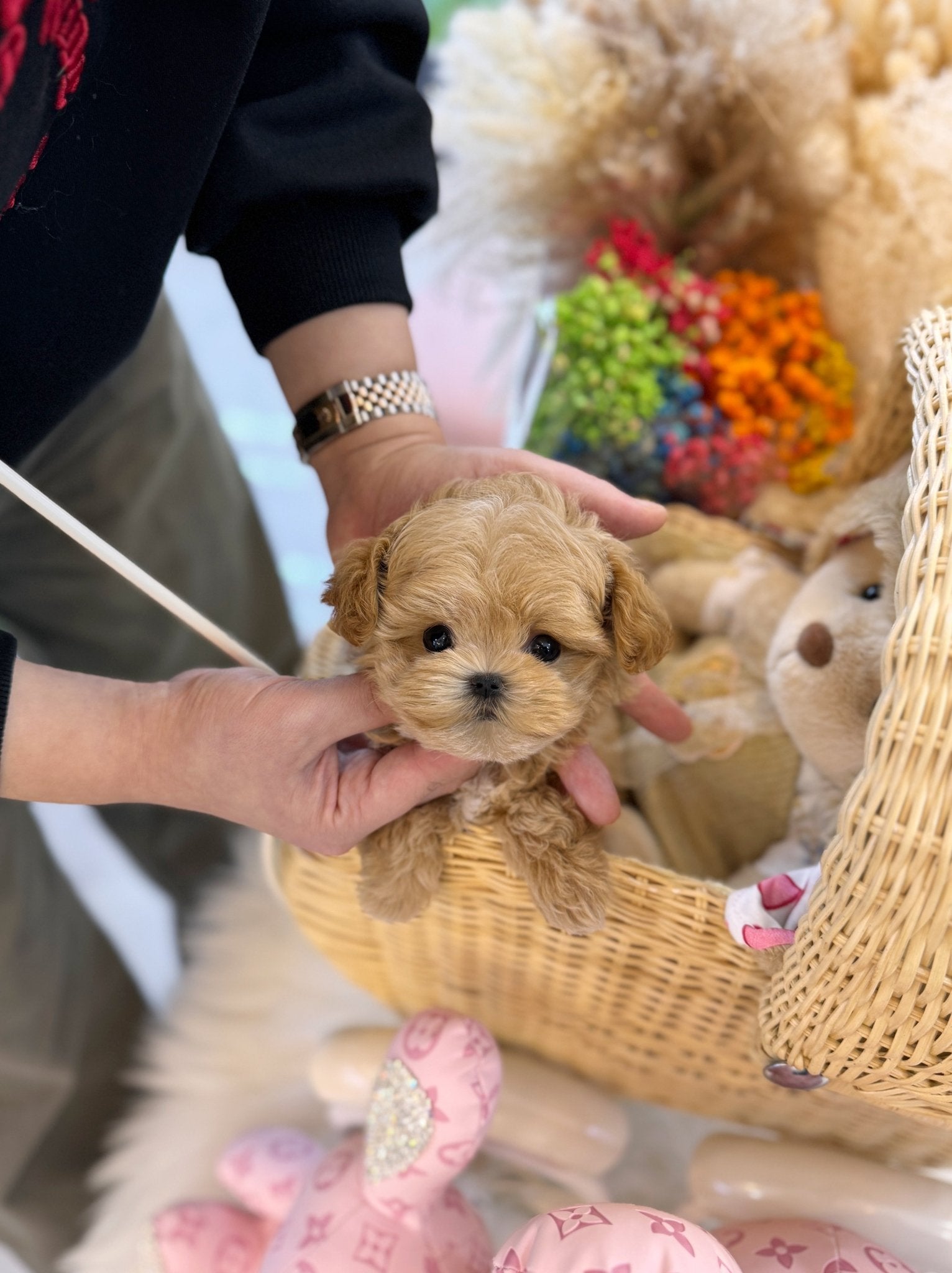 Maltipoo - Evelyn(Female) - Beautiful puppy teacup puppy with adorable features available for adoption from Velydog