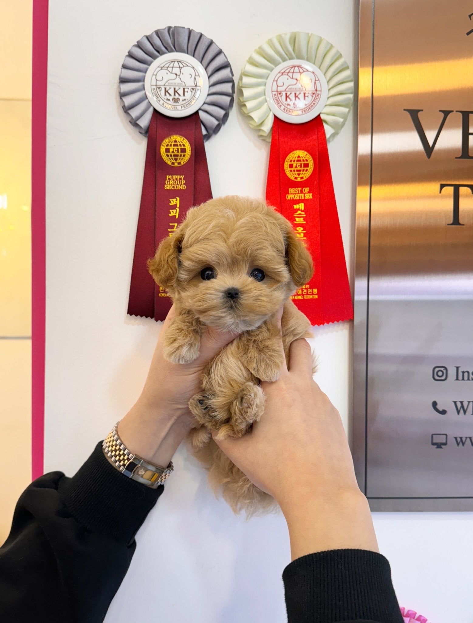 Maltipoo - Evelyn(Female) - Beautiful puppy teacup puppy with adorable features available for adoption from Velydog