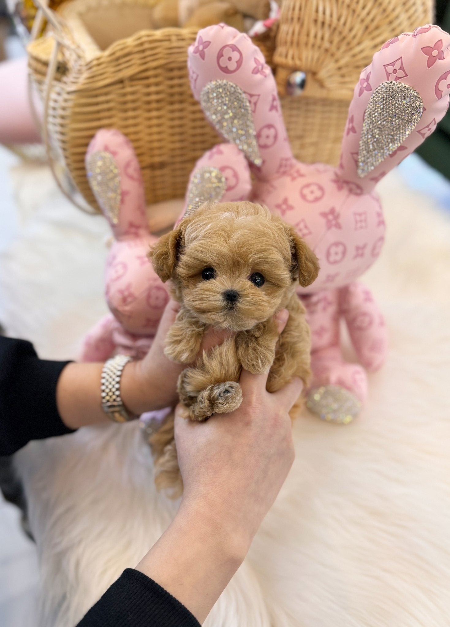 Maltipoo - Evelyn(Female) - Beautiful puppy teacup puppy with adorable features available for adoption from Velydog