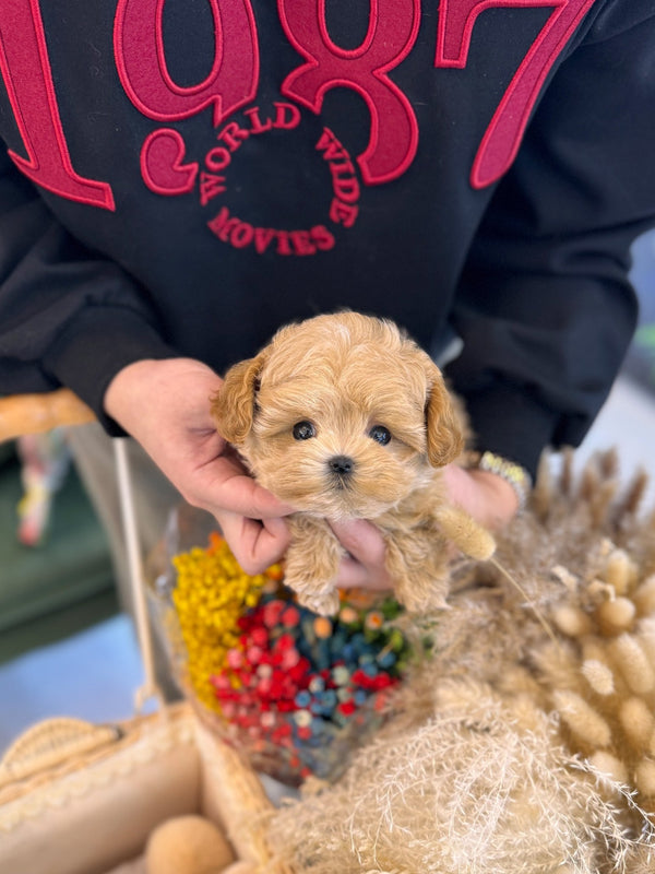 Maltipoo - Evelyn(Female) - Beautiful puppy teacup puppy with adorable features available for adoption from Velydog